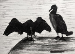 fusain cormoran