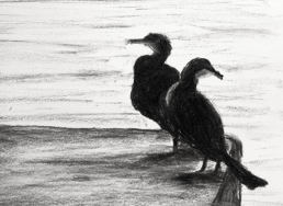 fusain cormoran
